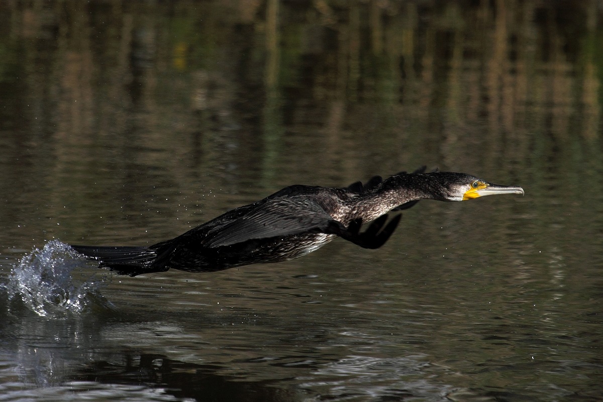 Cormorano - -Phalacrocorax carbo