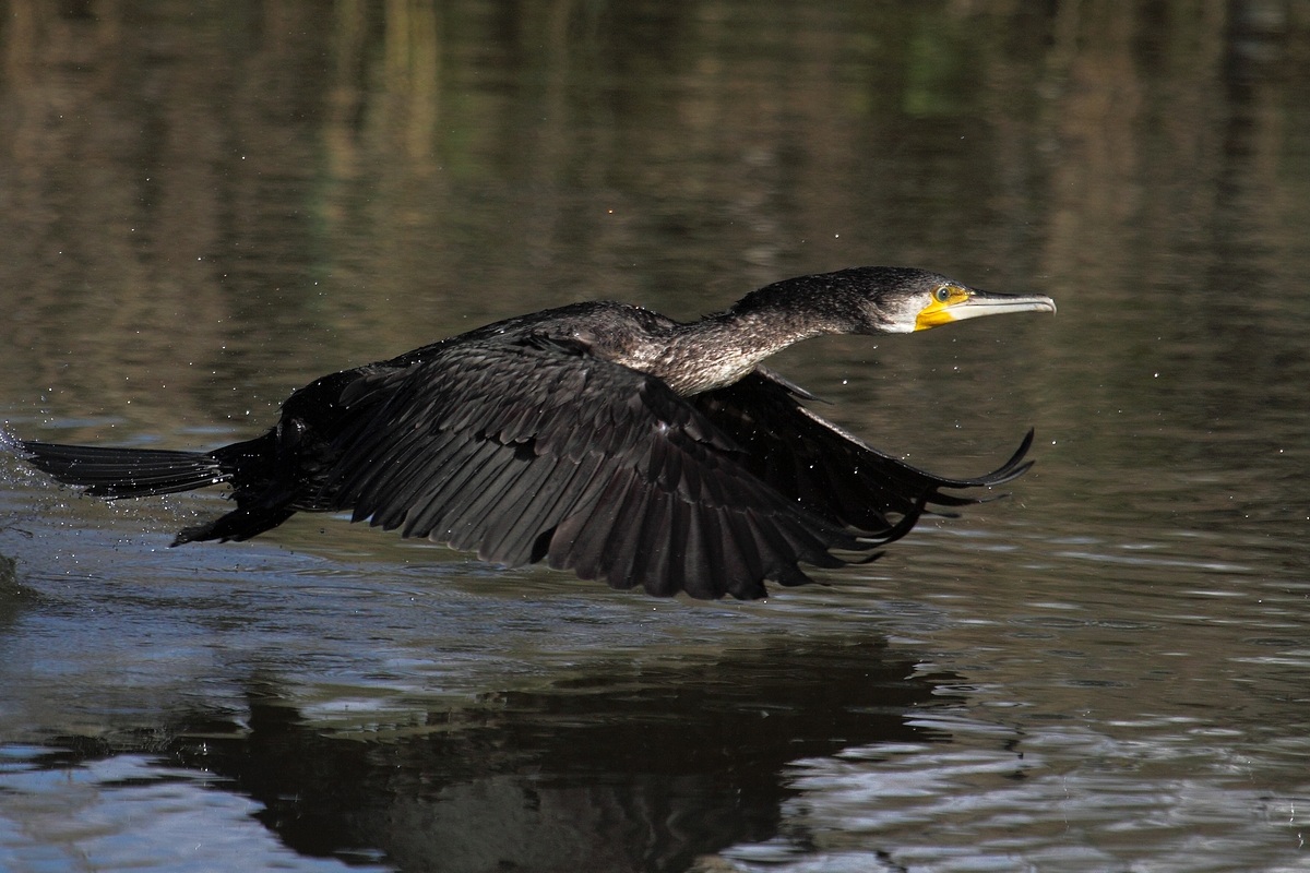 Cormorano - -Phalacrocorax carbo