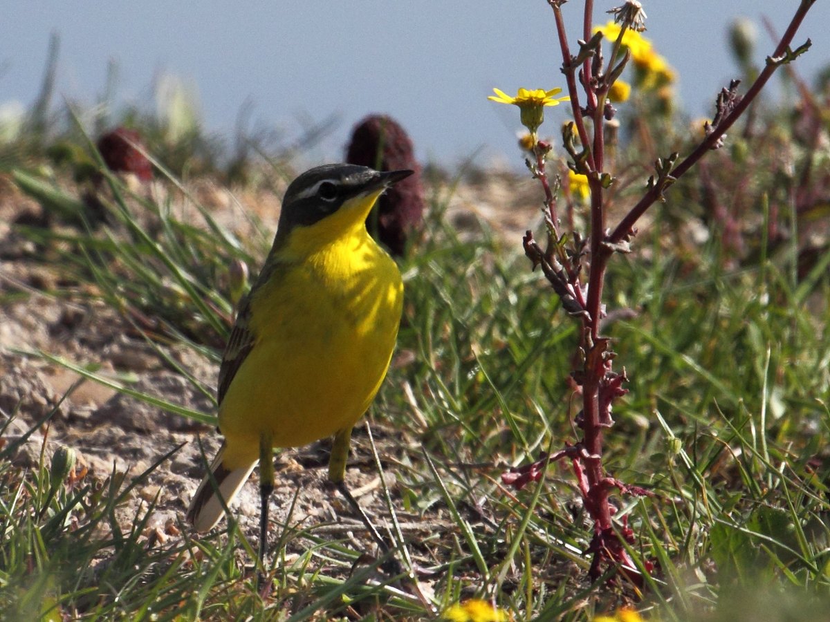 Richiesta identificazione.