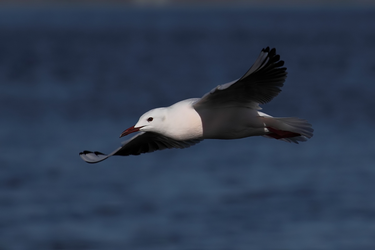 Gabbiani rosei - Chroicocephalus genei