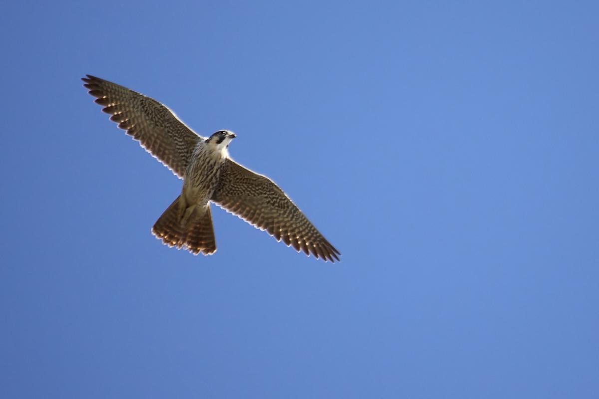 Rapace da identificare.