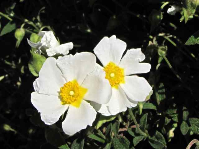 Cistus salvifolius / Cisto femmina