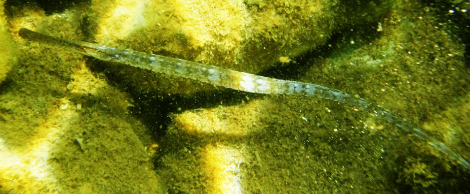 Syngnathus da identificare (Syngnathus typhle)