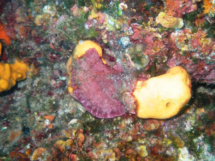 Alga rossa: Peyssonnelia sp.