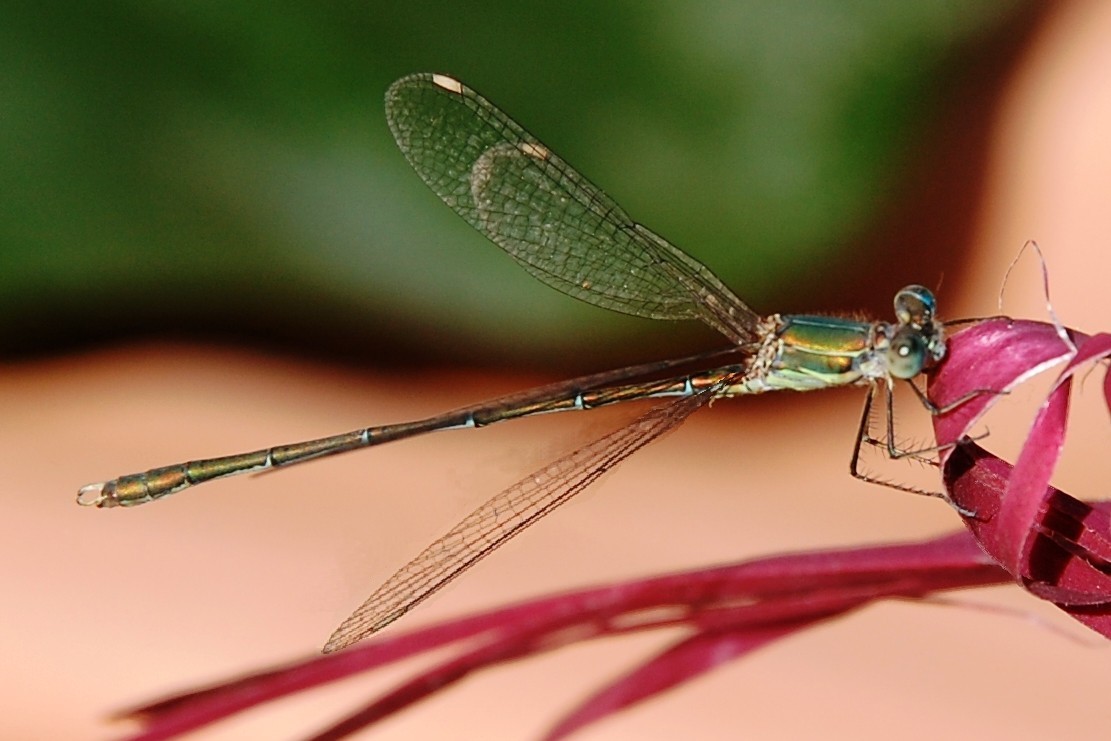 maschio di Chalcolestes cfr. viridis