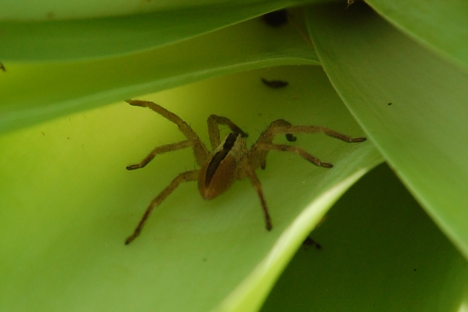 Micrommata sp.