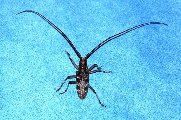 Cerambicide (?) da identificare:Monochamus galloprovincialis