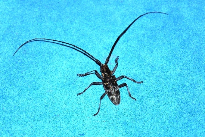 Cerambicide (?) da identificare:Monochamus galloprovincialis