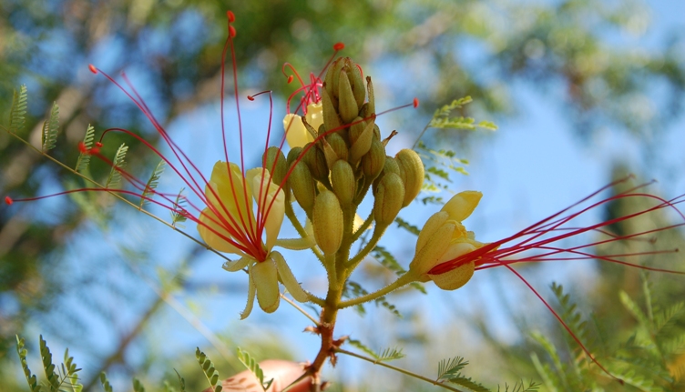 Erythrostemon gilliesii (=Caesalpinia) / Cesalpinia di Gillies