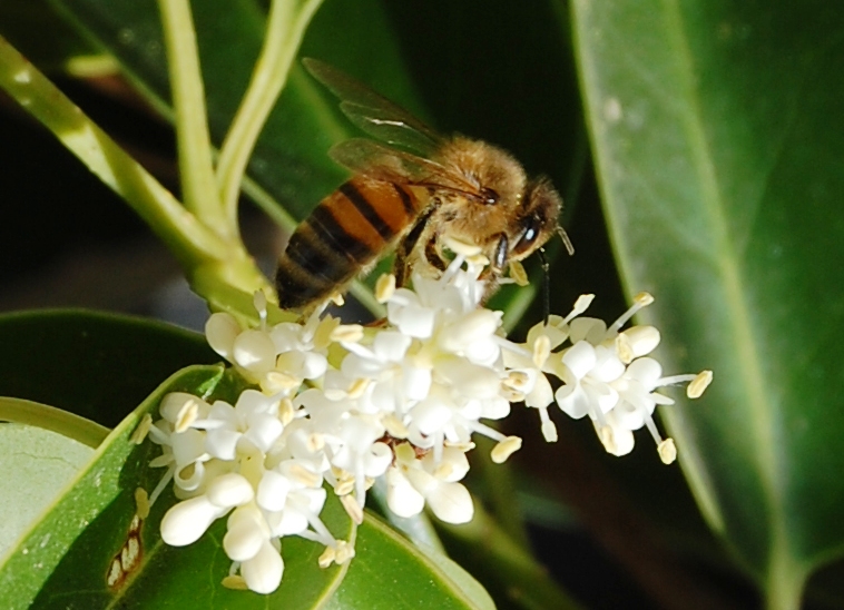 Apis mellifera