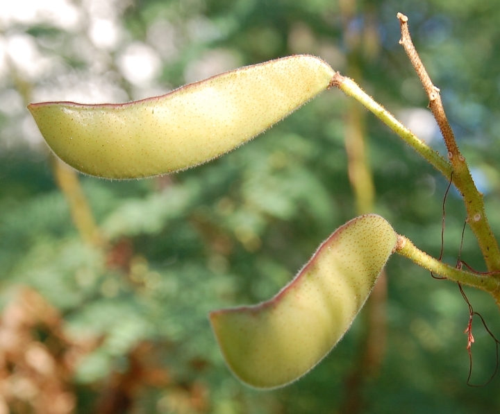 Erythrostemon gilliesii (=Caesalpinia) / Cesalpinia di Gillies