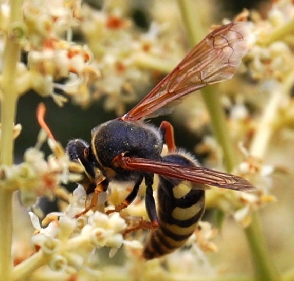 Stizus fasciatus (Crabronidae)