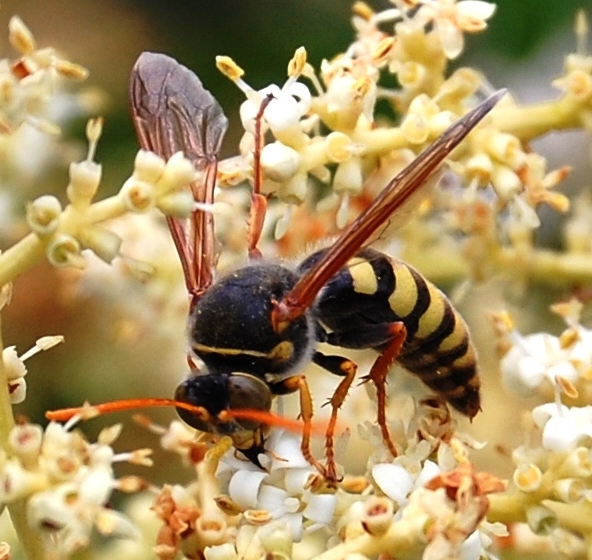 Stizus fasciatus (Crabronidae)