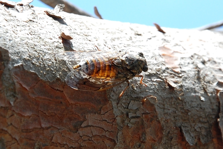 Cicala croata - Cicada orni