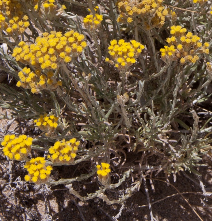 Vegetazione dunale Sardegna - Helichrysum italicum