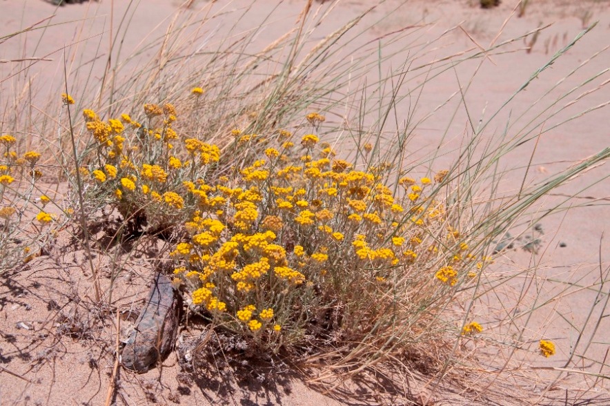 Vegetazione dunale Sardegna - Helichrysum italicum