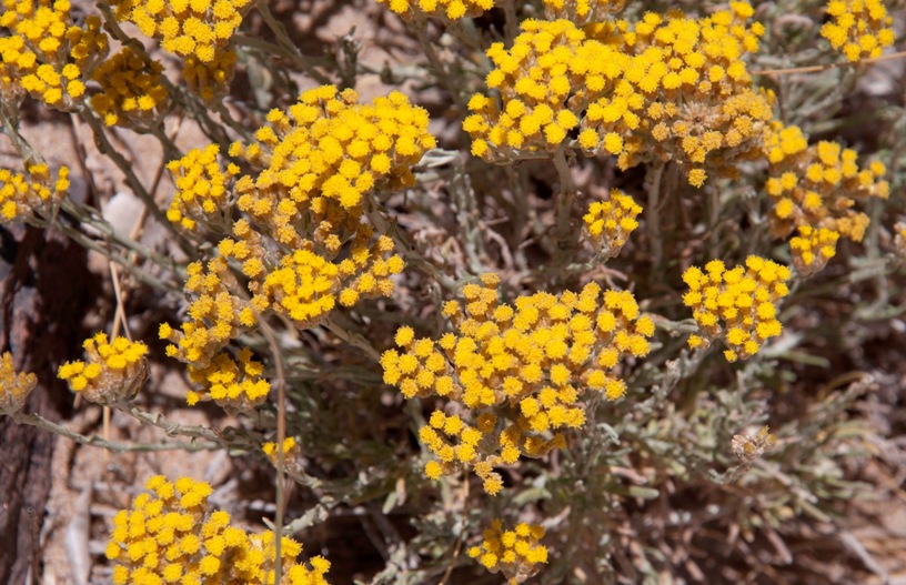 Vegetazione dunale Sardegna - Helichrysum italicum