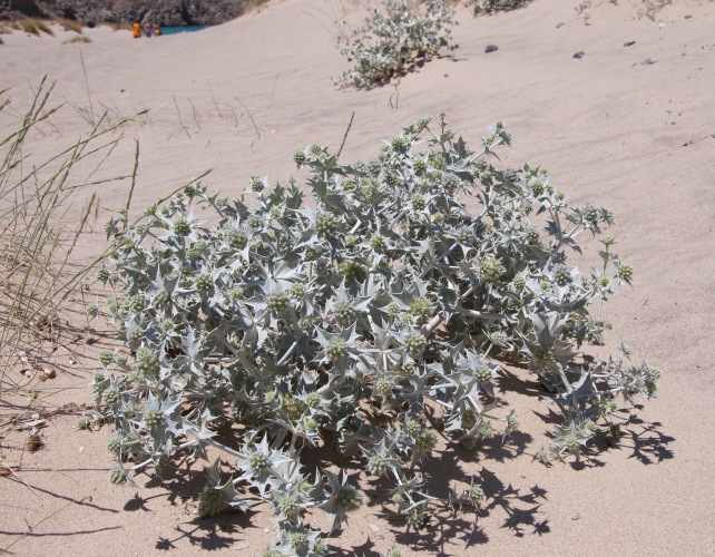 Vegetazione dunale Sardegna - Eryngium maritimum