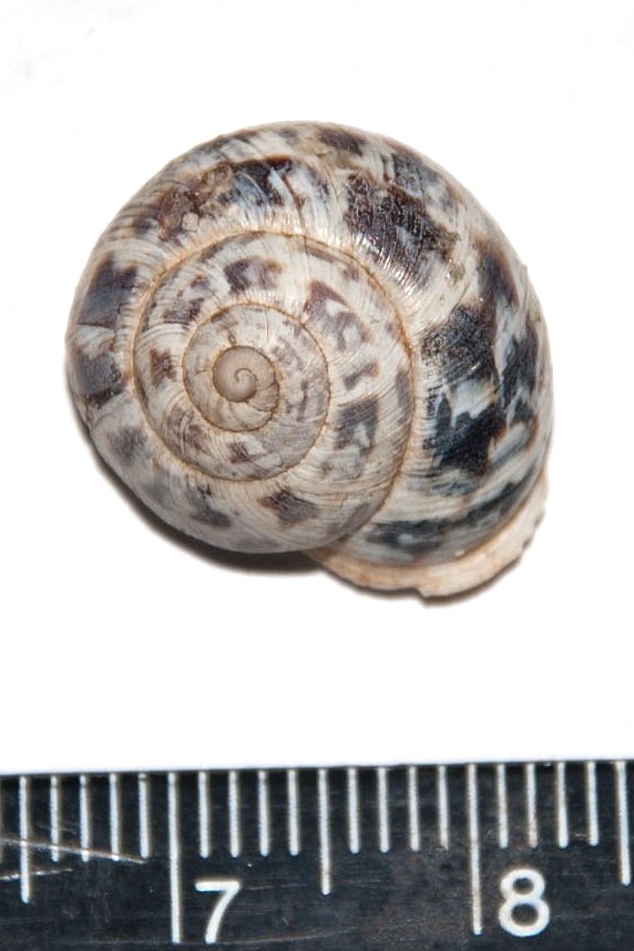 Marmorana (Murella) sp. ?