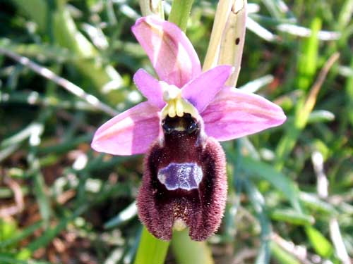 Orchidea del Gargano da identificare