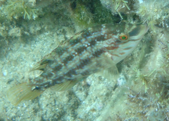 Symphodus roissali