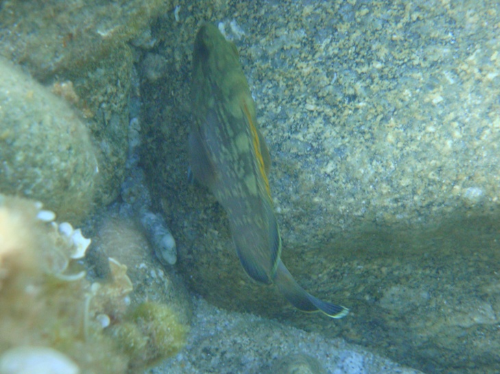 Cernia bruna (Epinephelus marginatus)