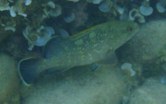Cernia bruna (Epinephelus marginatus)