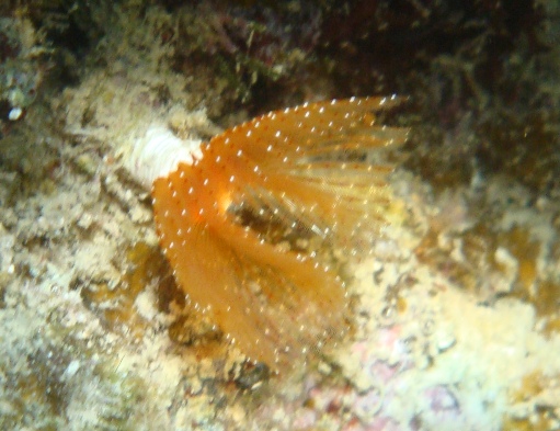 Protula sp.