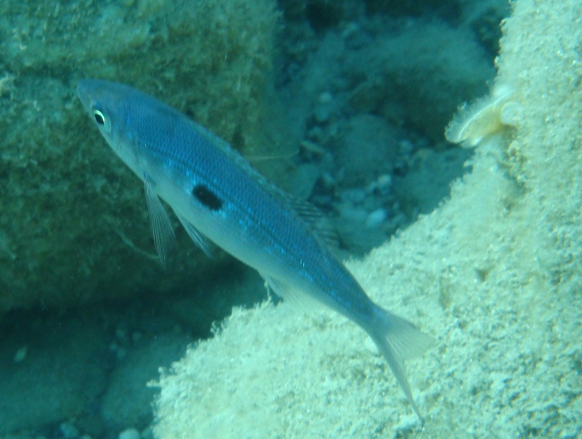 Spicara maena
