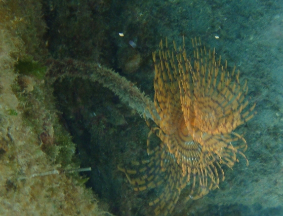 Sabella spallanzanii
