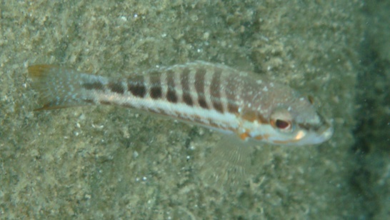 Serranus cabrilla