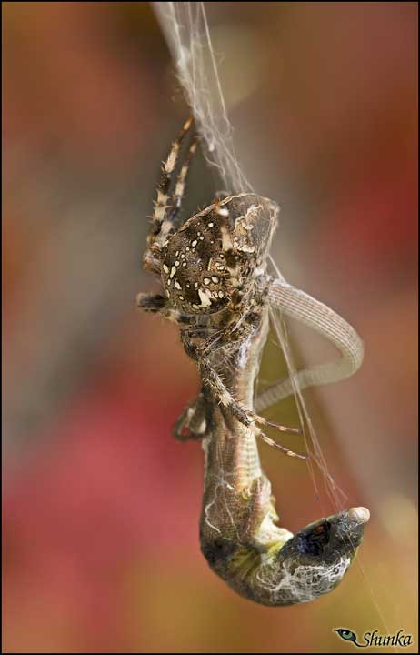 Araneus diadematus