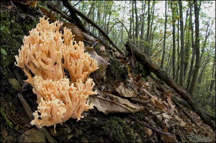 Ramaria, che specie?