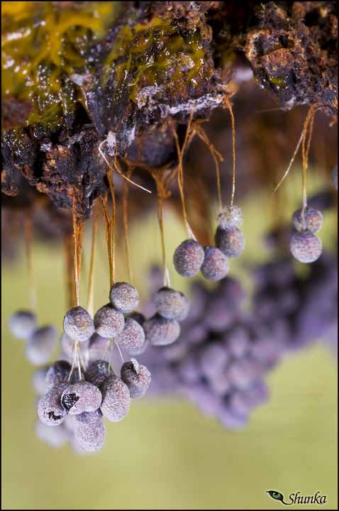 Corpi fruttiferi di Mixomycete (penso), aiuto ID