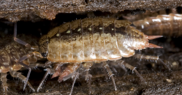 Philoscia?