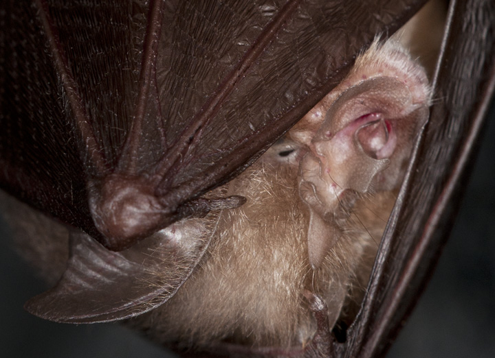 Rhinolophus hipposideros (GE)