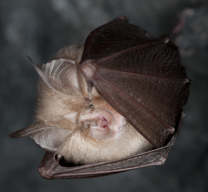 Rhinolophus hipposideros (GE)