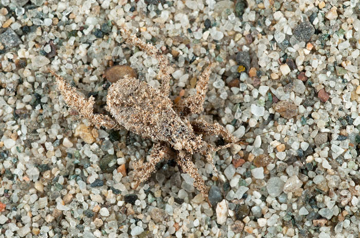 Reduviidae: Ninfa di Reduvius personatus in V.Trebbia