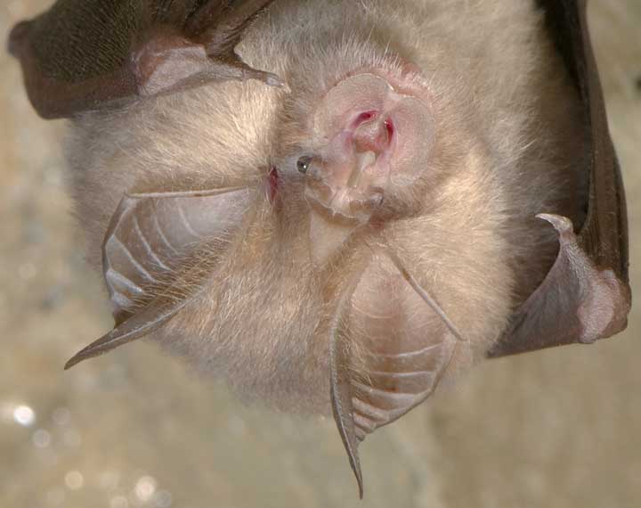 Rhinolophus ferrumequinum