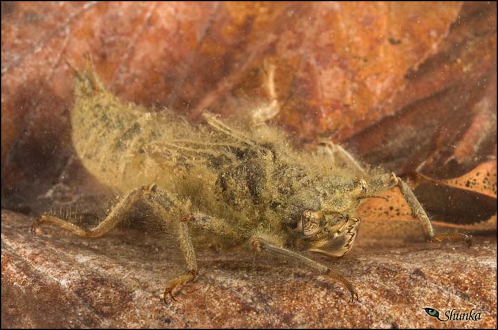 Larva di Cordulegaster boltonii