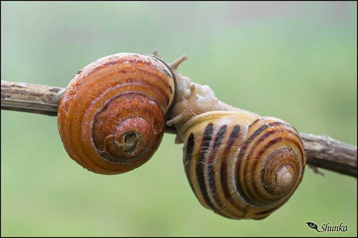 Conferma ID Helicidae in accoppiamento [Cepaea nemoralis]