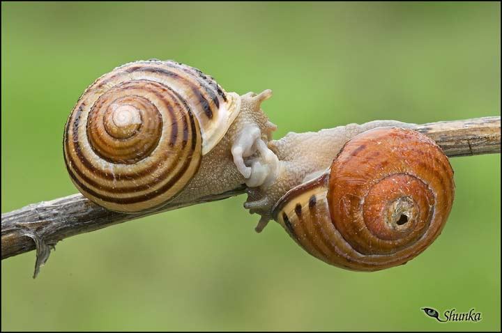 Conferma ID Helicidae in accoppiamento [Cepaea nemoralis]