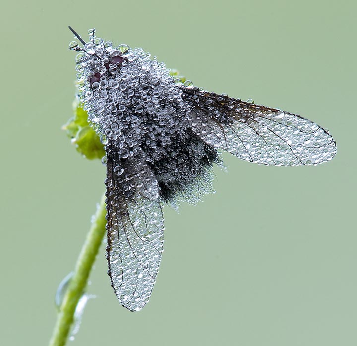 Bombyliidae e perle... conferma ID