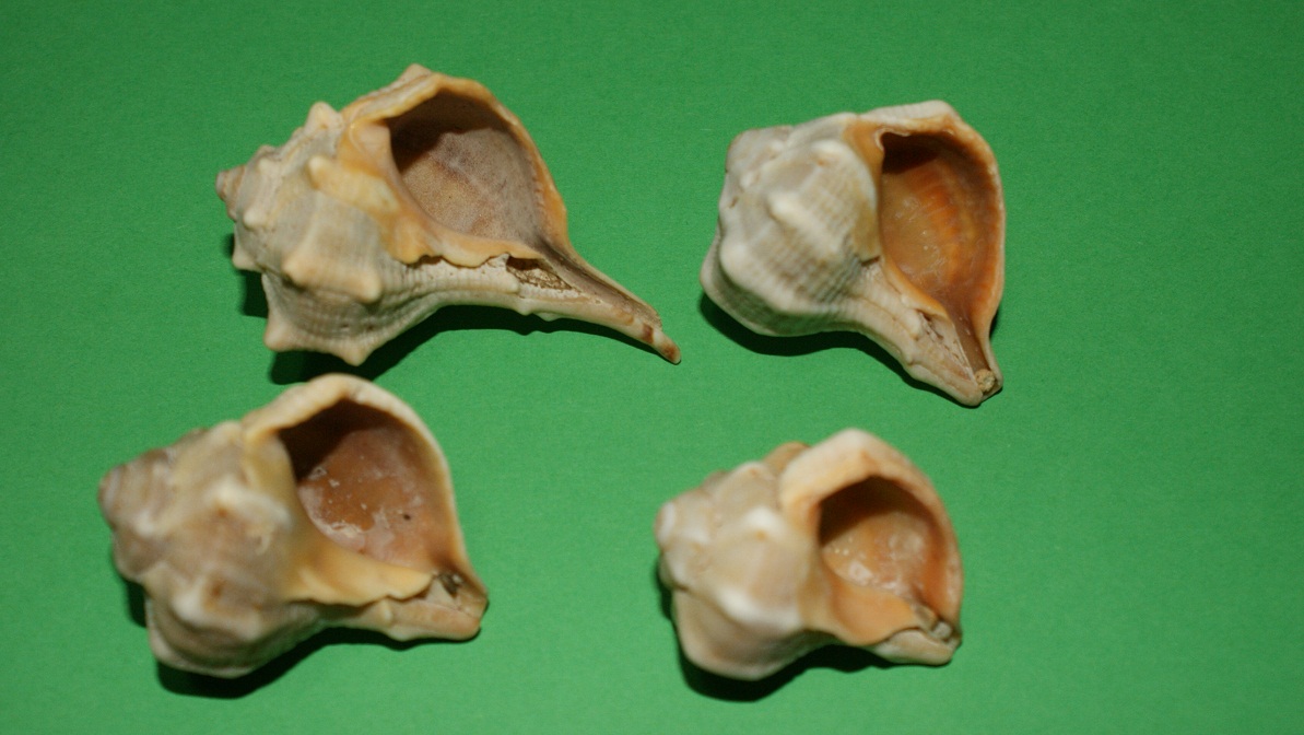 murex o bolinus