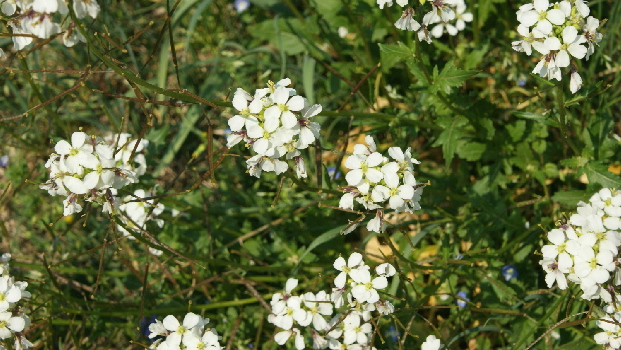 forse un arabis - cfr. Diplotaxis erucoides