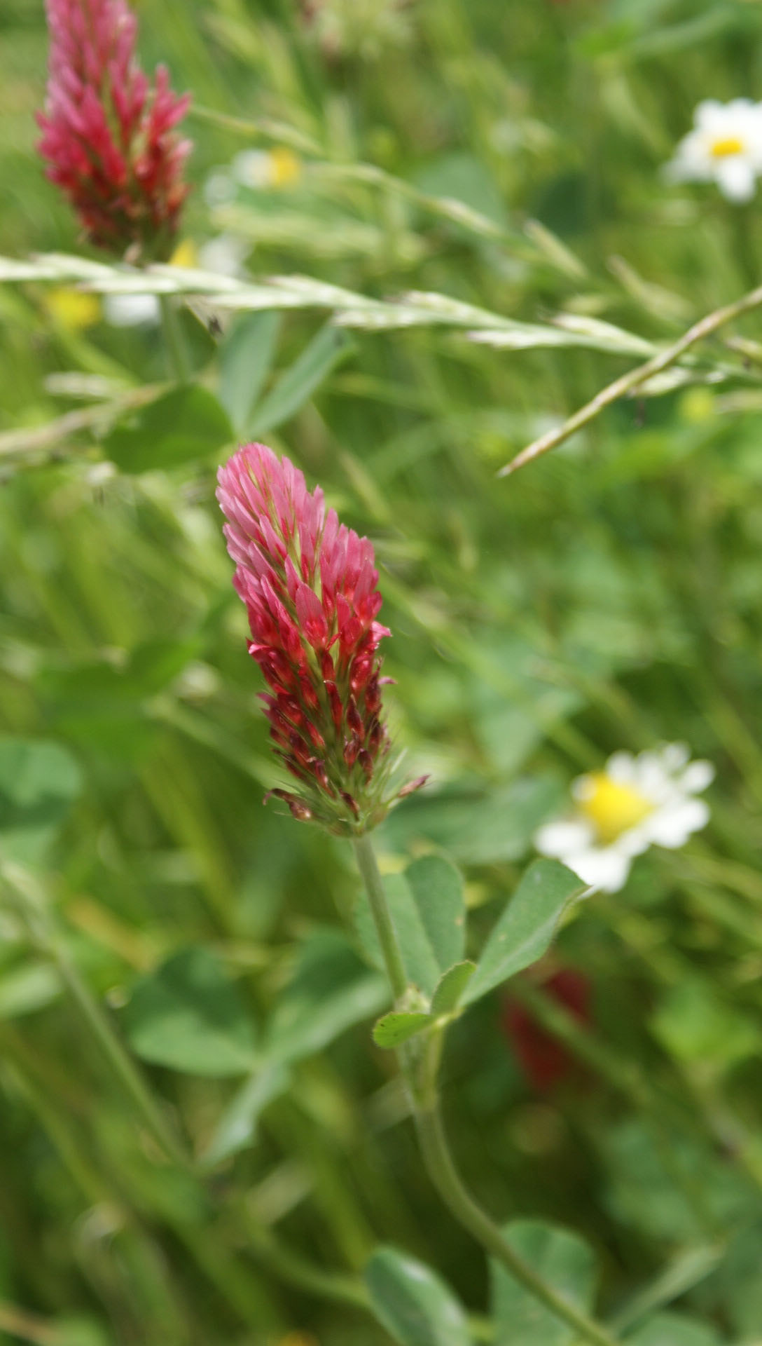 intorno al Lago di Vico - Trifolium incarnatum