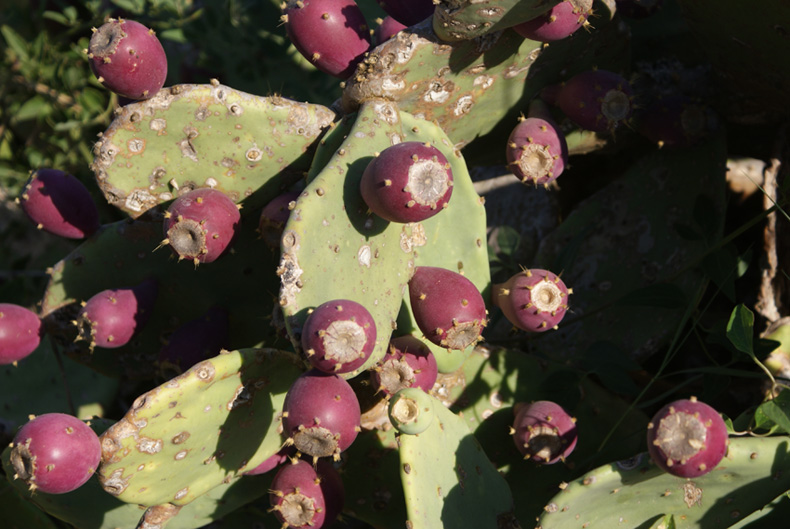 Opuntia stricta