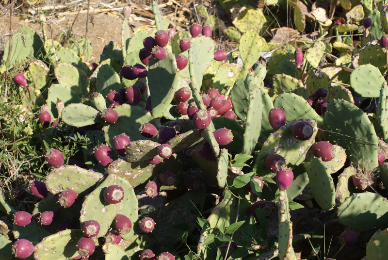 Opuntia stricta