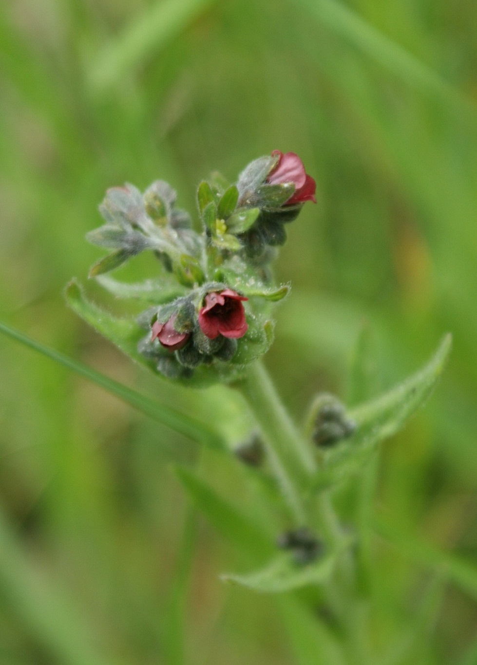 Cynoglossum cfr. montanum