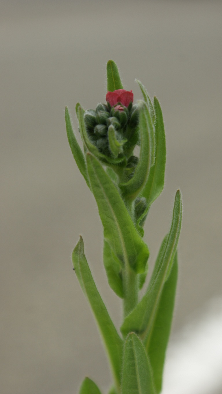 Cynoglossum cfr. montanum